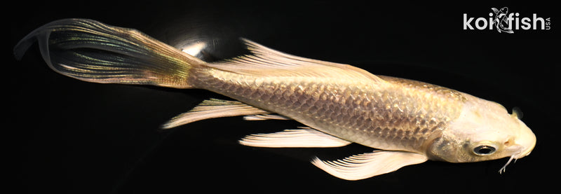 5.25" GINRIN CREAMY OGON BUTTERFLY