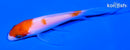4.25" KOHAKU BUTTERFLY