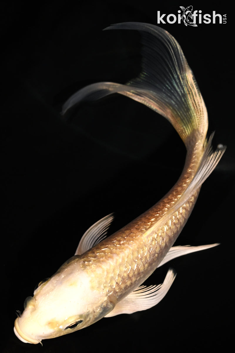 5.25" GINRIN CREAMY OGON BUTTERFLY