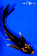 5.75" KABUTO BUTTERFLY