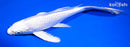 9" PLATINUM OGON BUTTERFLY