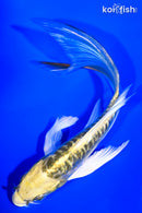5.75" KIN KIKOKURYU BUTTERFLY