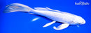 9" PLATINUM OGON BUTTERFLY