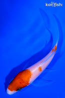 4.25" KOHAKU BUTTERFLY