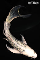 5.75" ARAGOKE GIN MATSUBA BUTTERFLY