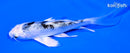 4.5" GIN SHIRO BEKKO BUTTERFLY