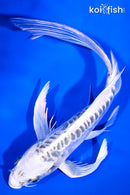 6.5" DOITSU GIN MATSUBA BUTTERFLY