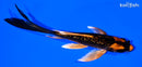5.25" GINRIN KIN ORENJI MATSUBA BUTTERFLY