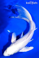 9" PLATINUM OGON BUTTERFLY