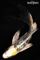 5.25" ARAGOKE HEISEI NISHIKI BUTTERFLY