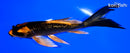 5.25" GINRIN KIN ORENJI MATSUBA BUTTERFLY