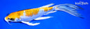 9.25" KUJAKU BUTTERFLY