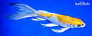 9.25" KUJAKU BUTTERFLY