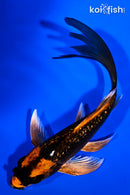 5.25" GINRIN KIN ORENJI MATSUBA BUTTERFLY