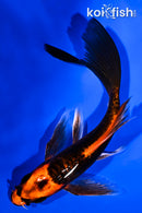 6" DOITSU ORENJI MATSUBA BUTTERFLY