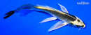 5.5" KI MATSUBA BUTTERFLY