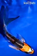 4.5" BENI GINGA BUTTERFLY