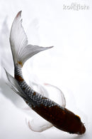 7.5" GINRIN OCHIBA SHIGURE BUTTERFLY