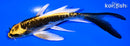 5.75" KIN KIKOKURYU BUTTERFLY