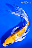 9.25" KUJAKU BUTTERFLY