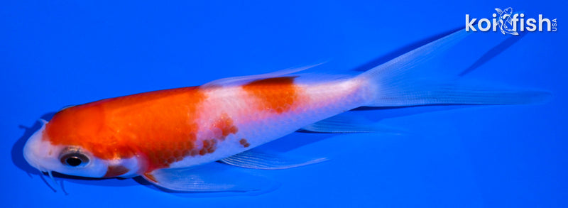 4.5" KOHAKU BUTTERFLY