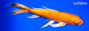 9.25" ORENJI OGON BUTTERFLY