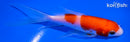 4.5" KOHAKU BUTTERFLY