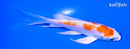 4.75" KIKUSUI BUTTERFLY