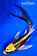 5.75" KIN KIKOKURYU BUTTERFLY