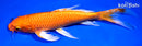 9.25" ORENJI OGON BUTTERFLY