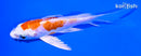 4.75" KIKUSUI BUTTERFLY
