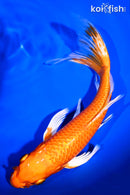 9.25" ORENJI OGON BUTTERFLY