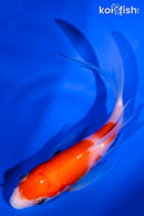 4.5" KOHAKU BUTTERFLY