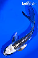 5.25" KIKOKURYU BUTTERFLY