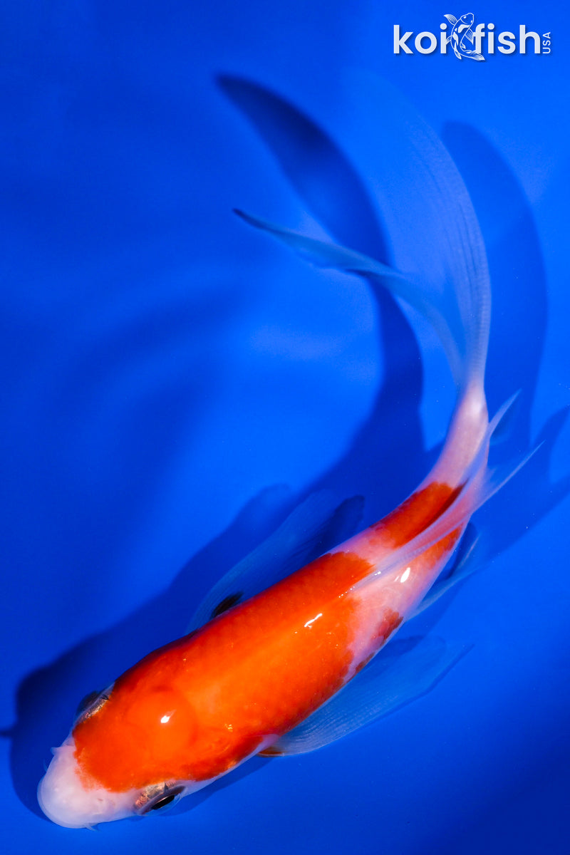 4.5" KOHAKU BUTTERFLY
