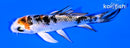 4.75" YAMATO NISHIKI BUTTERFLY
