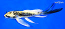 5.25" KIN KIKOKURYU BUTTERFLY