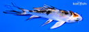 4.75" YAMATO NISHIKI BUTTERFLY