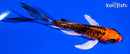 5.25" BENI KIKOKURYU BUTTERFLY