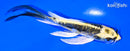 5.25" KIN KIKOKURYU BUTTERFLY