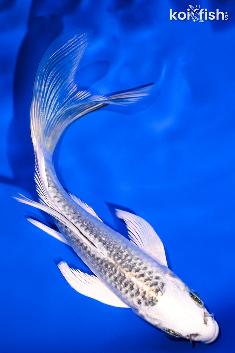 5.25" GIN MATSUBA BUTTERFLY