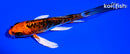 5.25" BENI KIKOKURYU BUTTERFLY