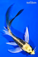 5.25" KIN KIKOKURYU BUTTERFLY