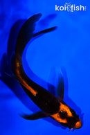 5.25" KABUTO BUTTERFLY