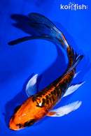 5.25" BENI KIKOKURYU BUTTERFLY