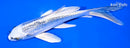 5.5" GINRIN GIN MATSUBA BUTTERFLY