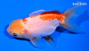 4.25" ORANDA GOLDFISH