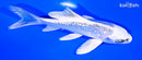 5.5" GINRIN GIN MATSUBA BUTTERFLY