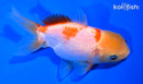 4.25" ORANDA GOLDFISH