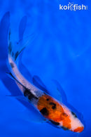 4.25" SANKE BUTTERFLY